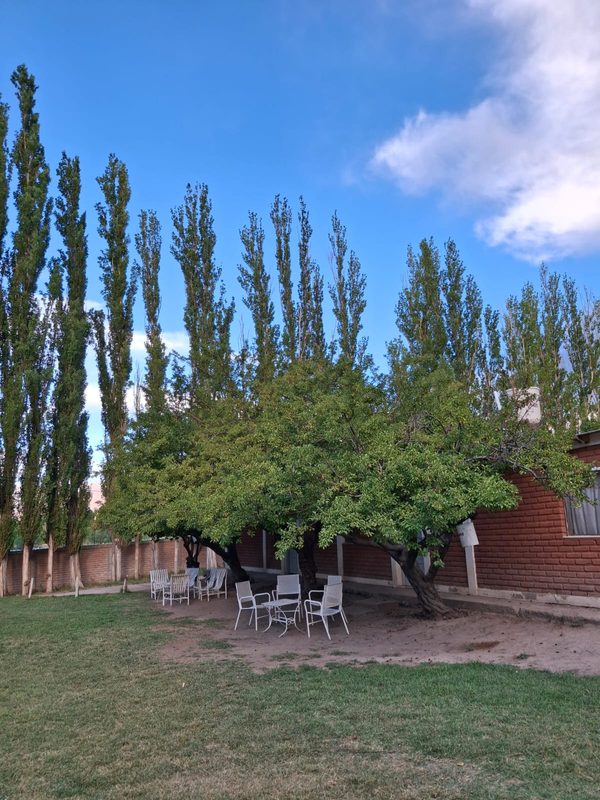 Galería de una cabaña con sillas bajo un árbol