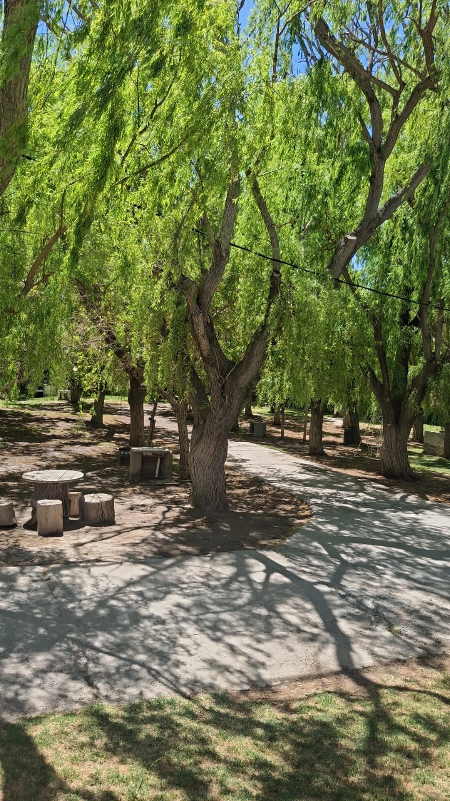Arboleda del sector camping con mesas de tronco